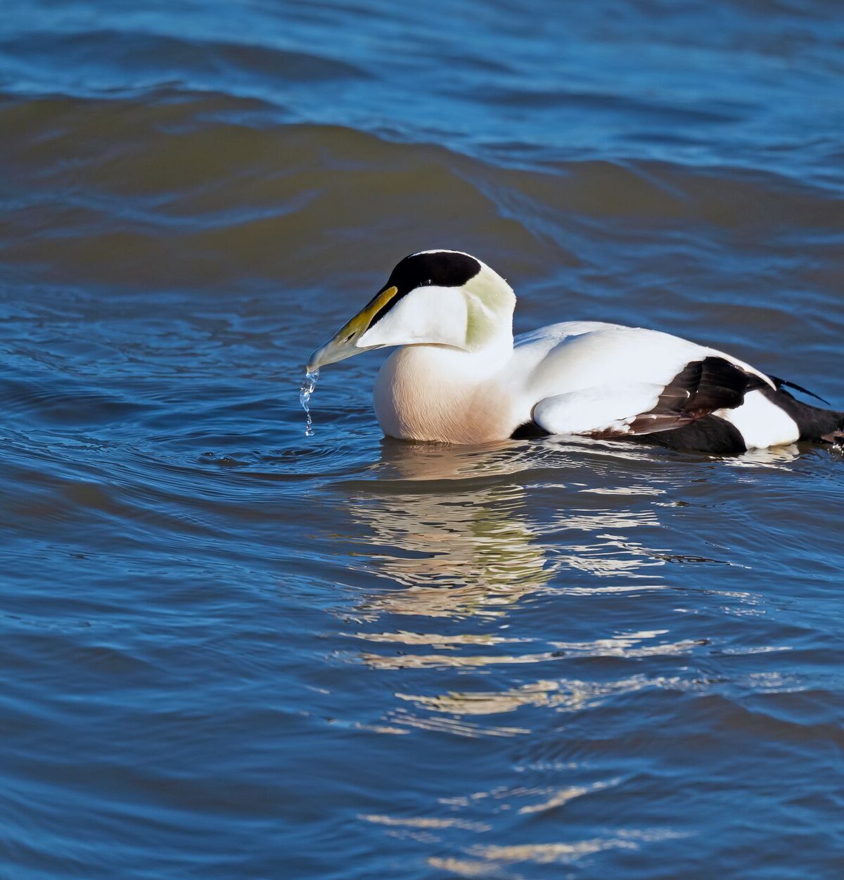 European eider