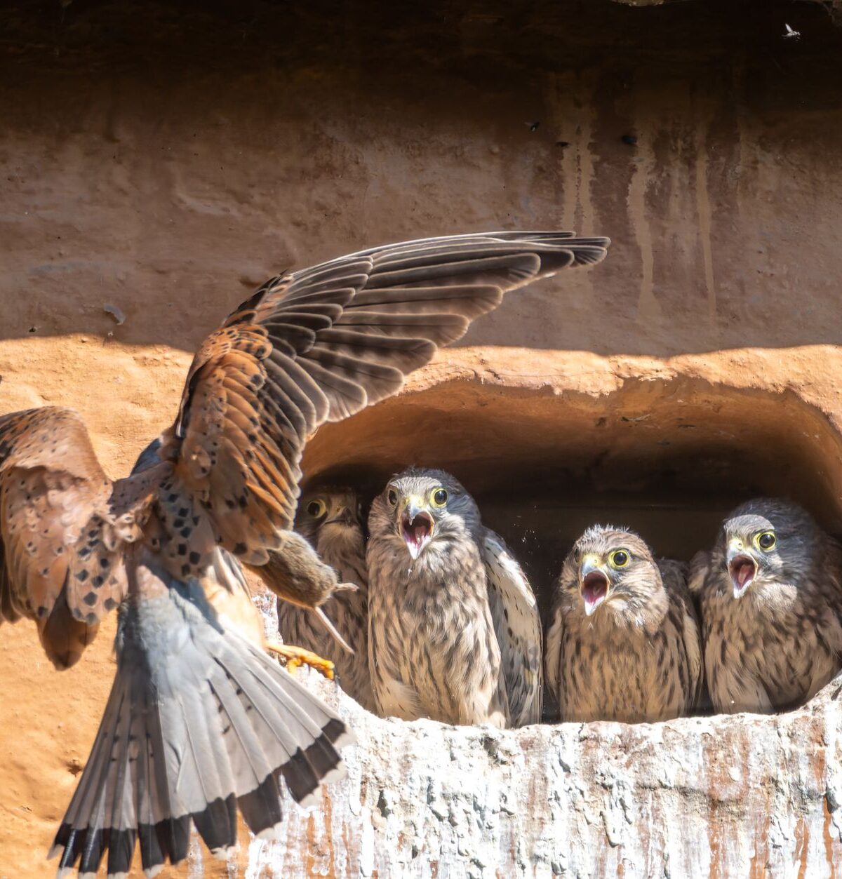 American kestrel/sparrowhawk