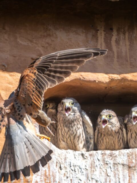 American kestrel/sparrowhawk