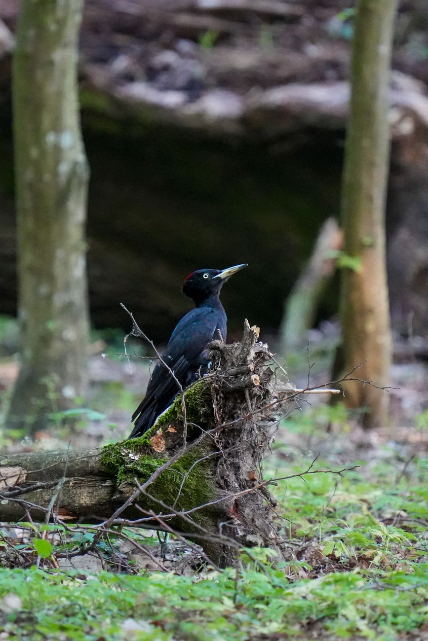 Black Woodpecker