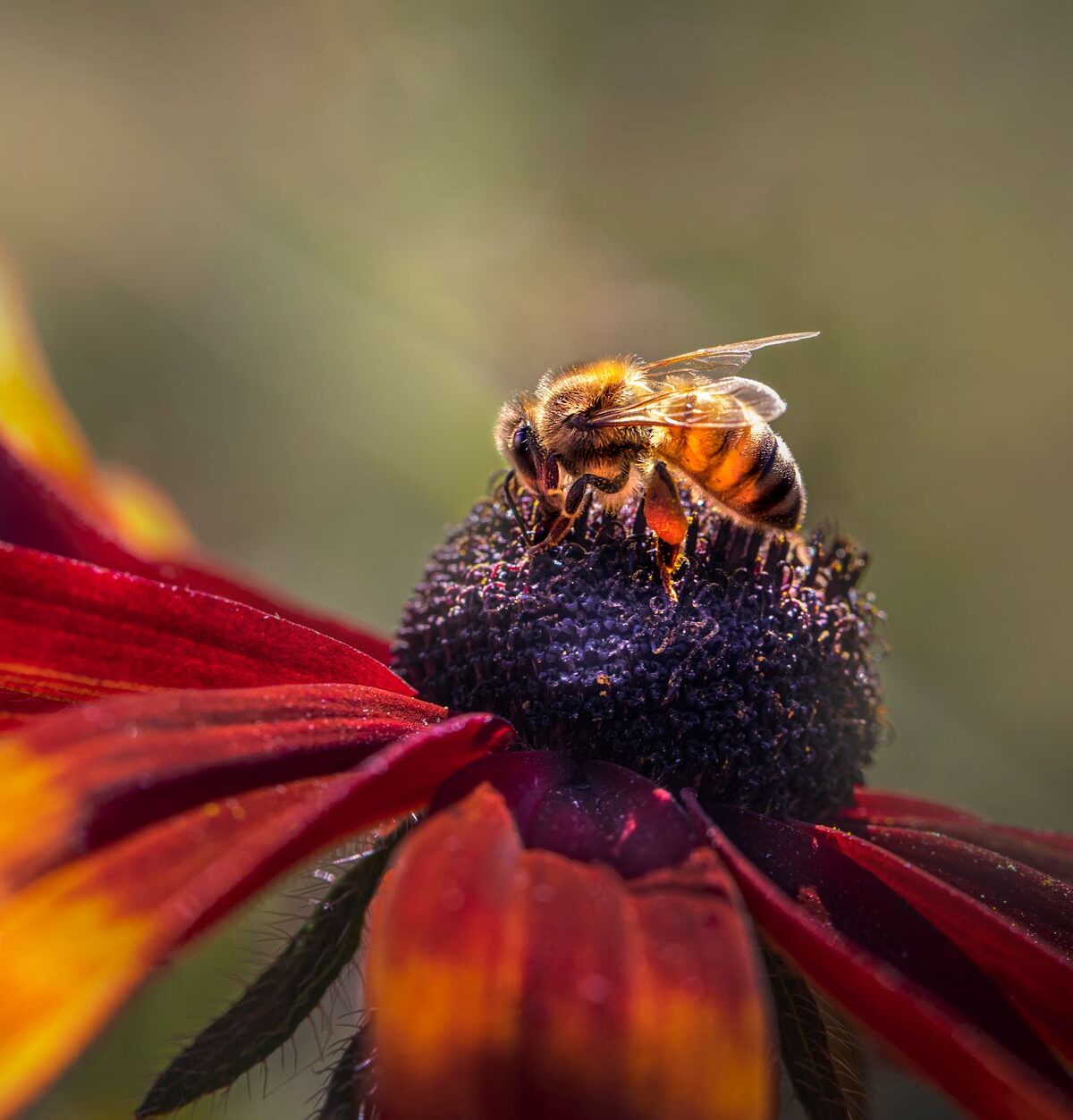 Western Honey Bee