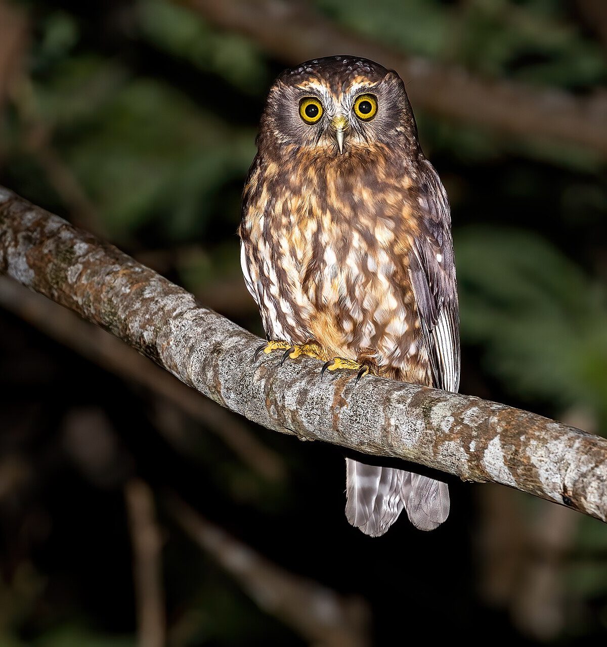 Morepork