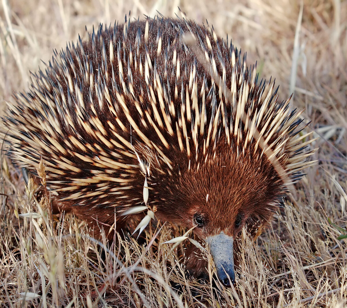 New Guinea short-nosed echidna