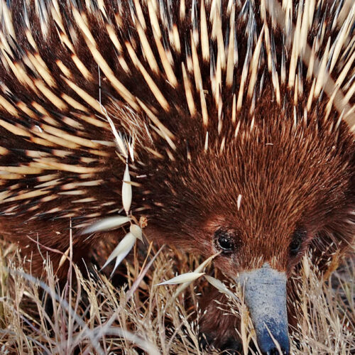 Echidna