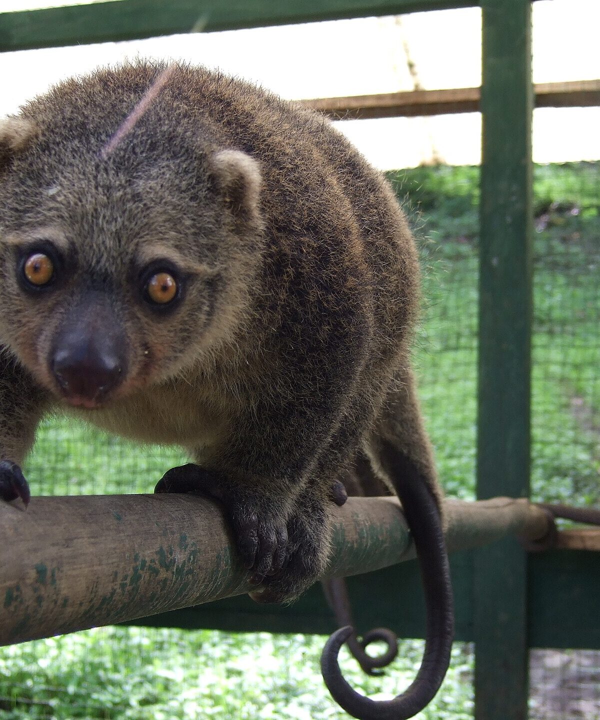 Bear cuscus