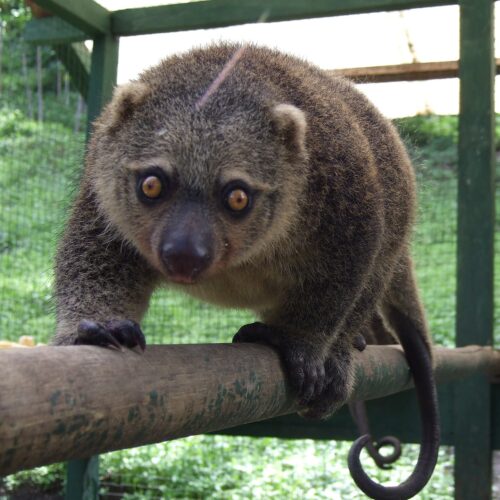 Cuscus