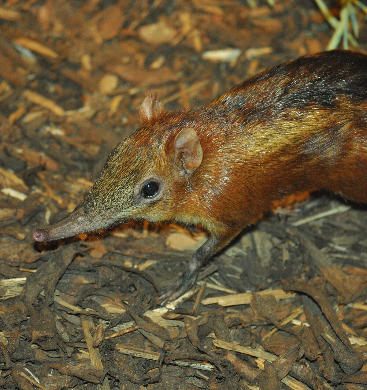 Checkered elephant shrew