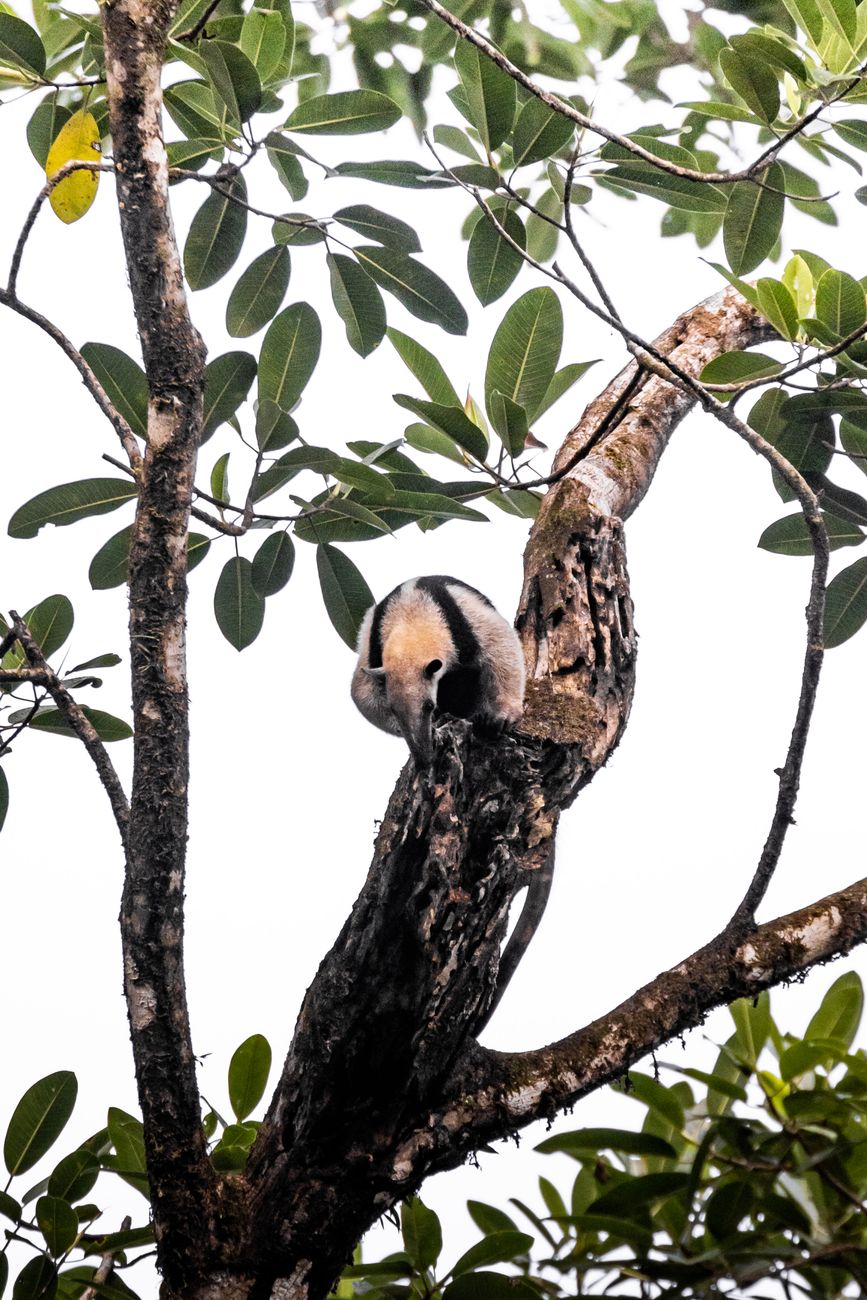 Long-tailed tamandua