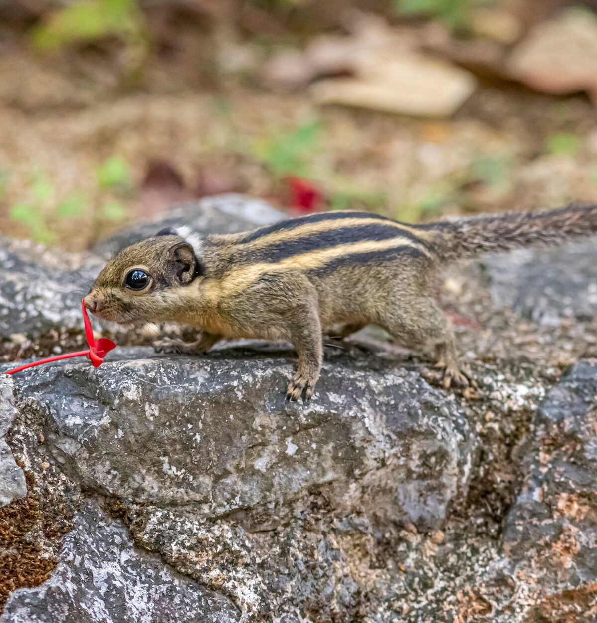Himalayan striped squirrel
