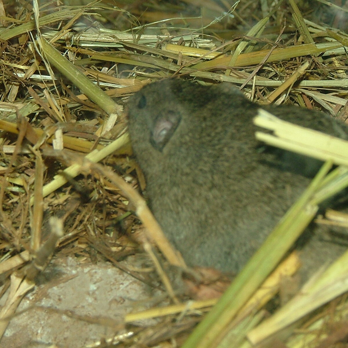 Gunther's vole