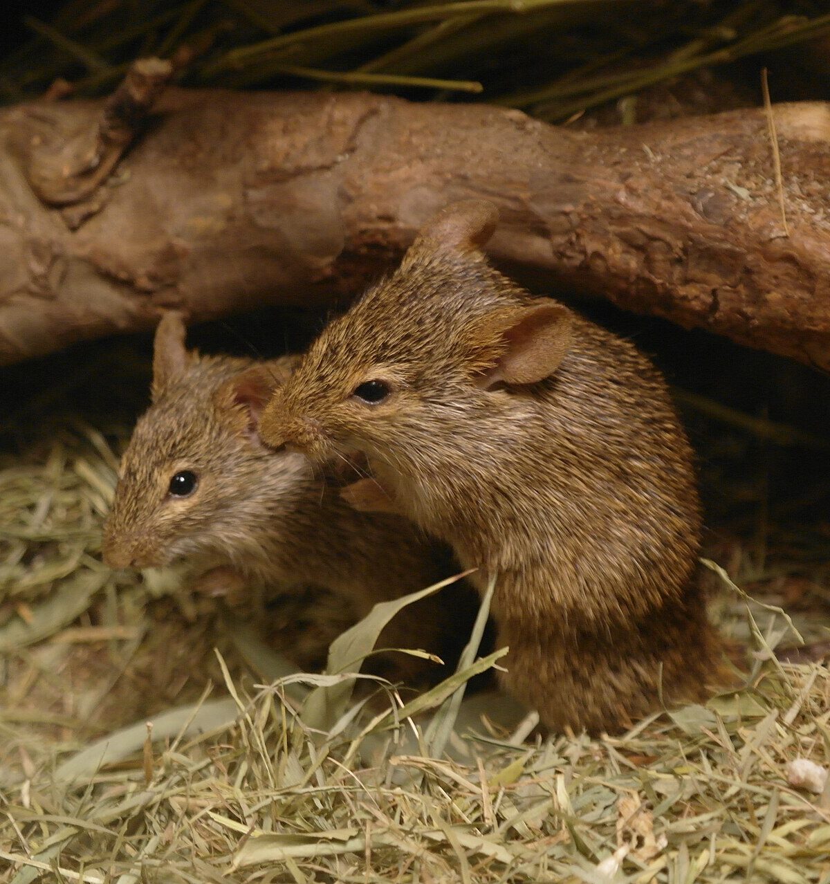 Neumann's grass rat