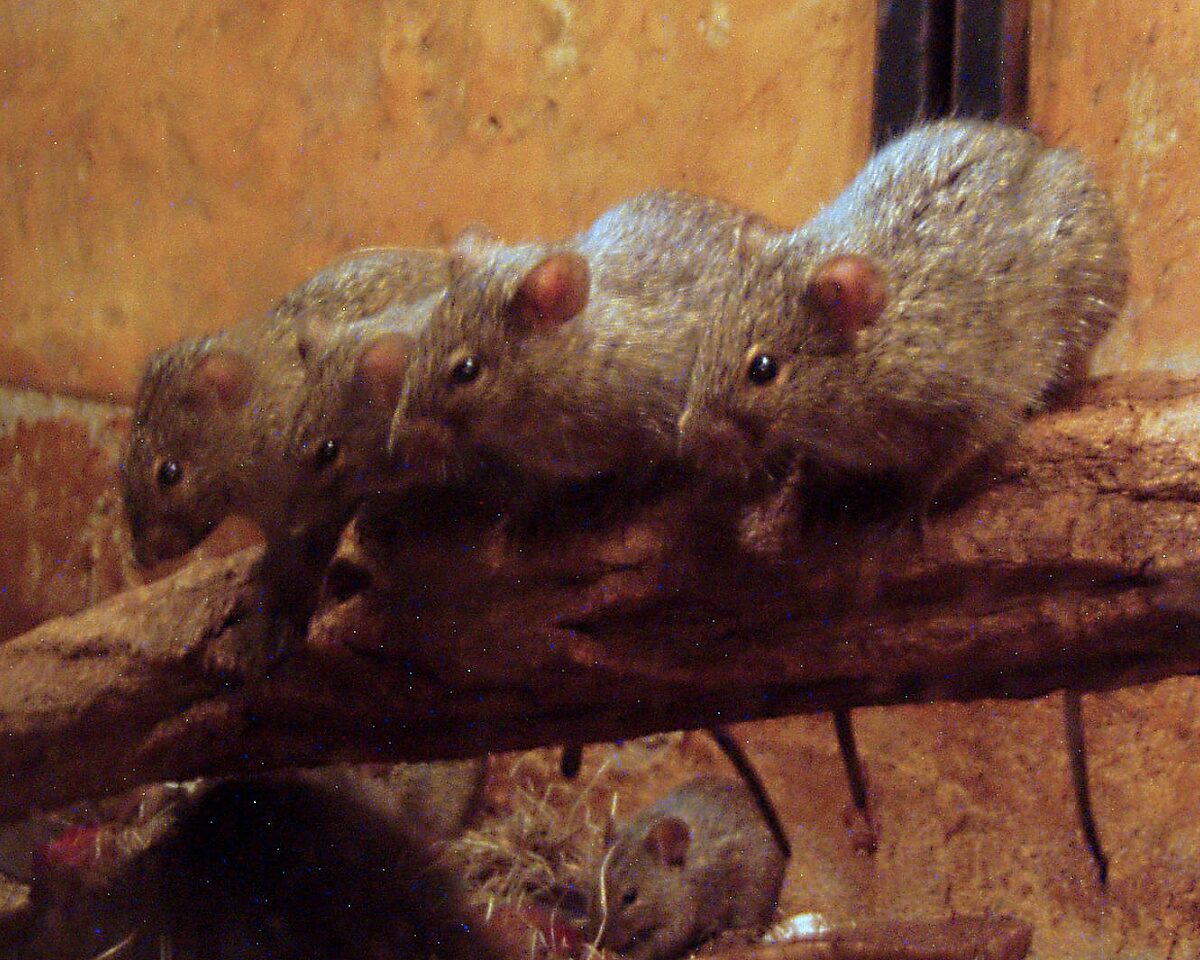 Nile rat