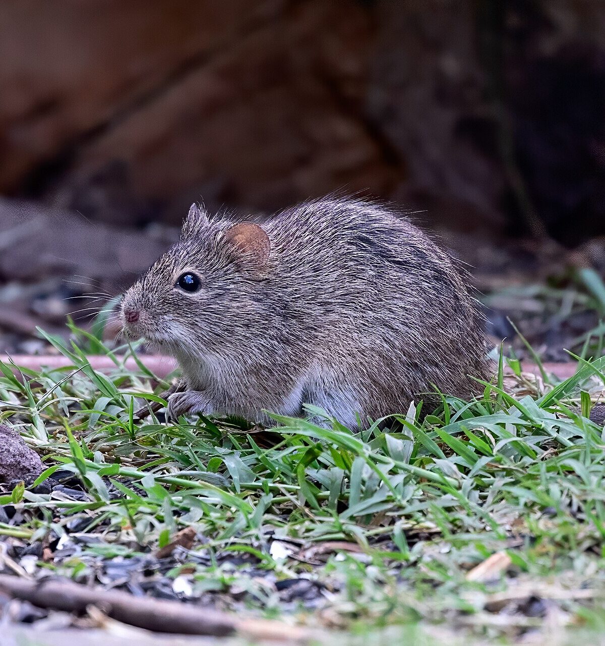 Hispid cotton rat
