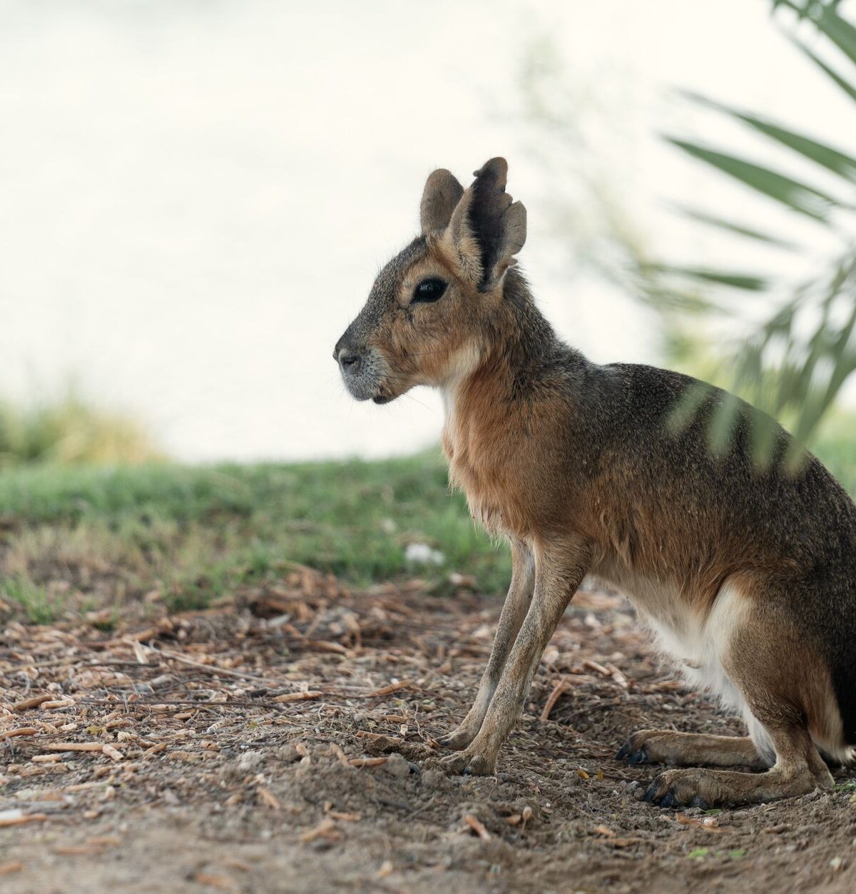 Chacoan mara