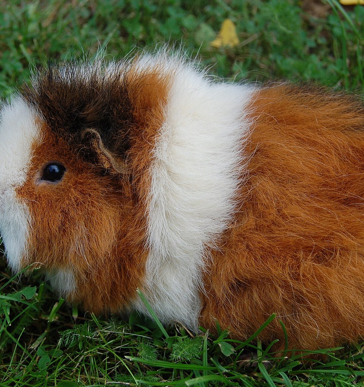 Muenster guinea pig