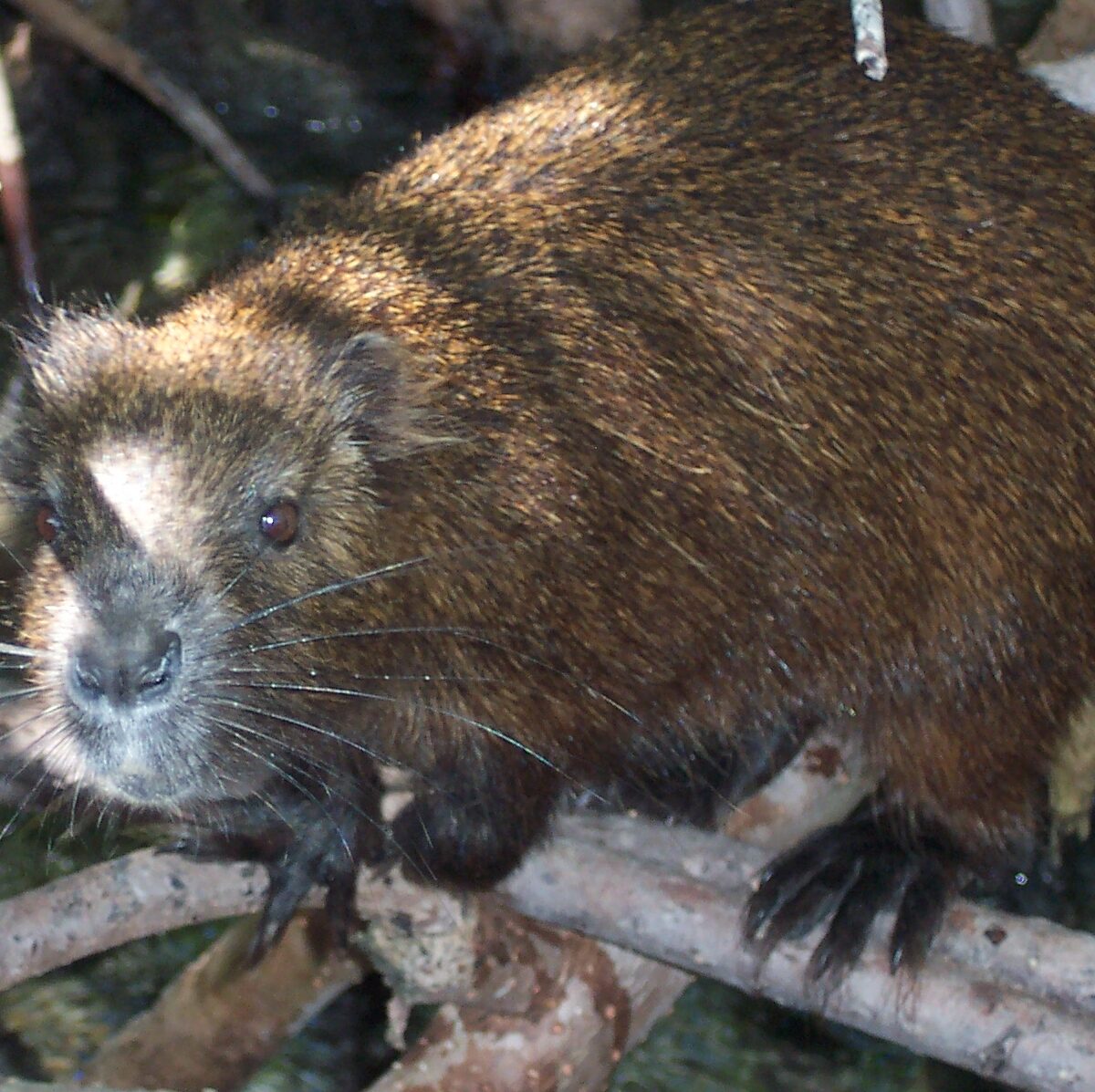 Desmarest's hutia