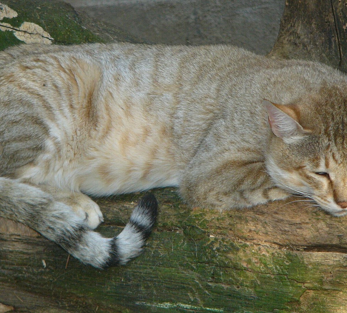 Oman wild cat