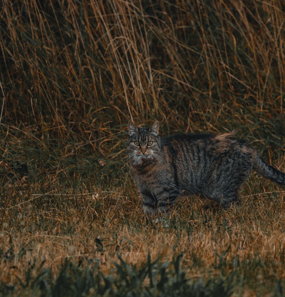 European wild cat