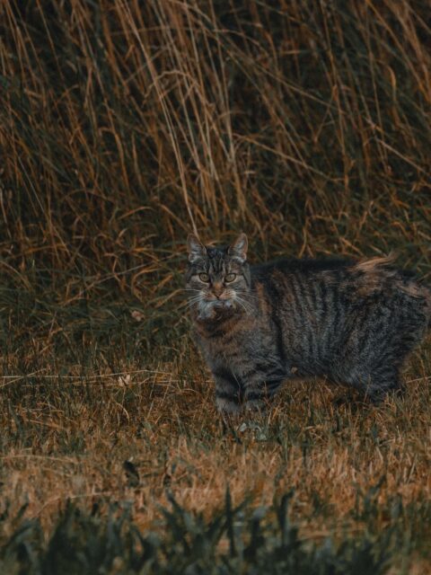 European wild cat