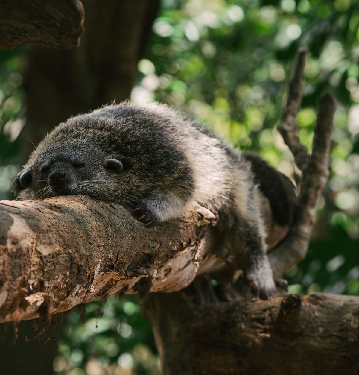 Common palm civet