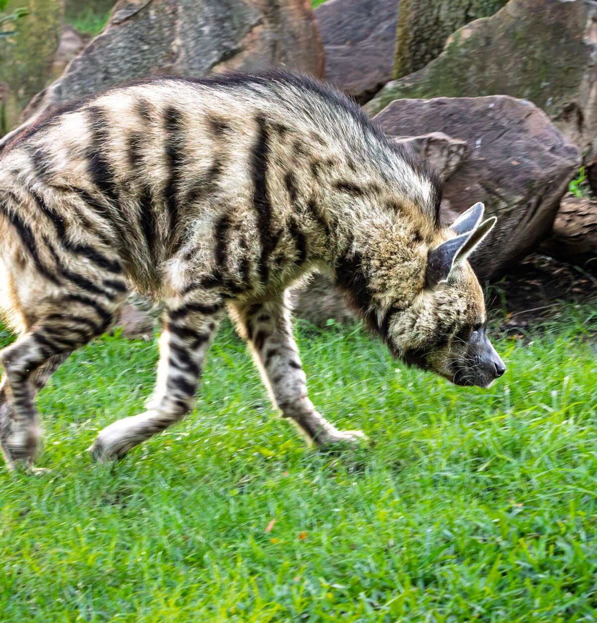 Striped hyaena