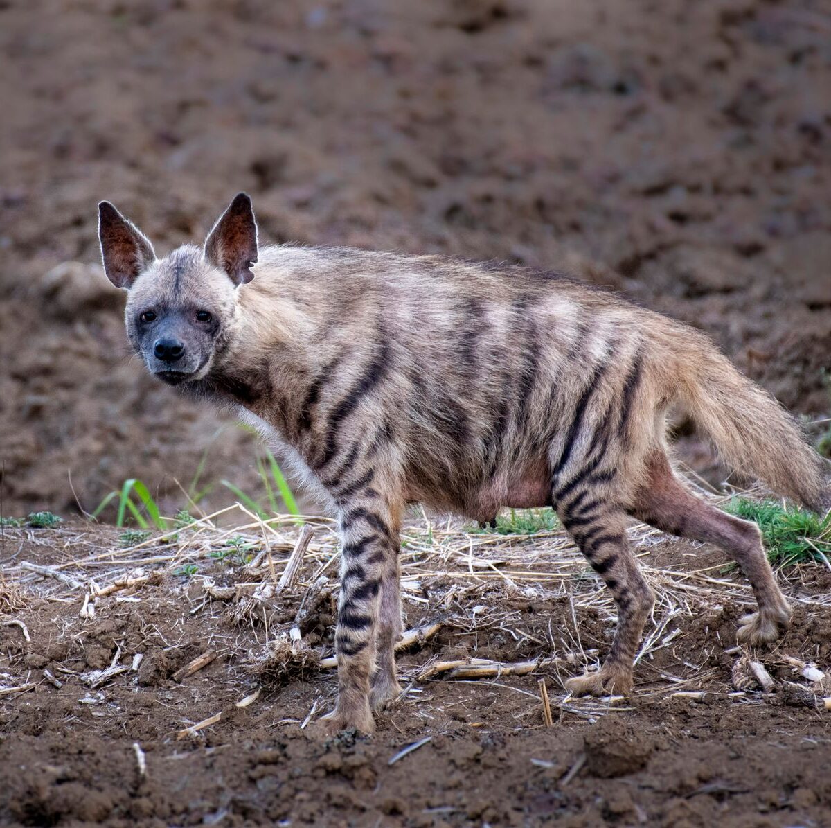 Arabian striped hyena