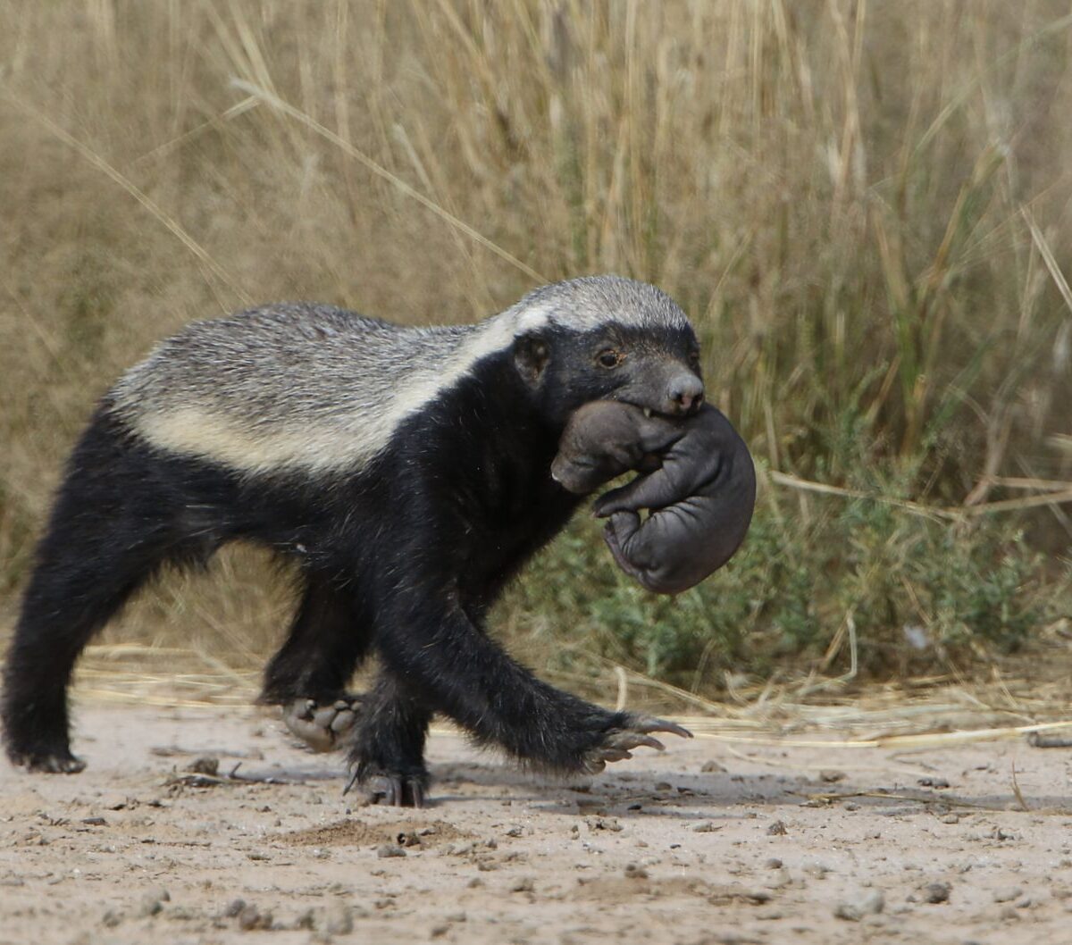 Central African ratel