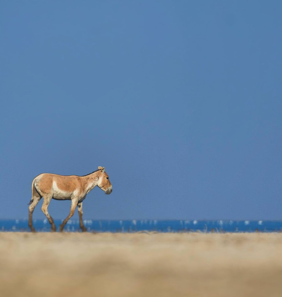 Turkmenian wild ass/kulan