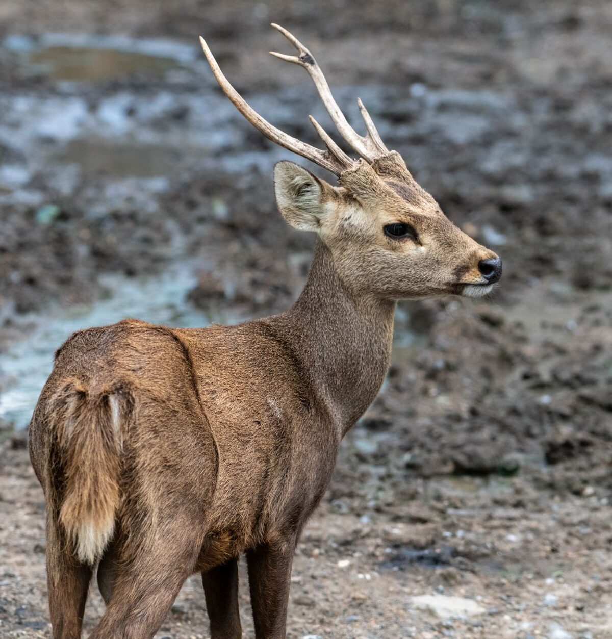 Bawean deer