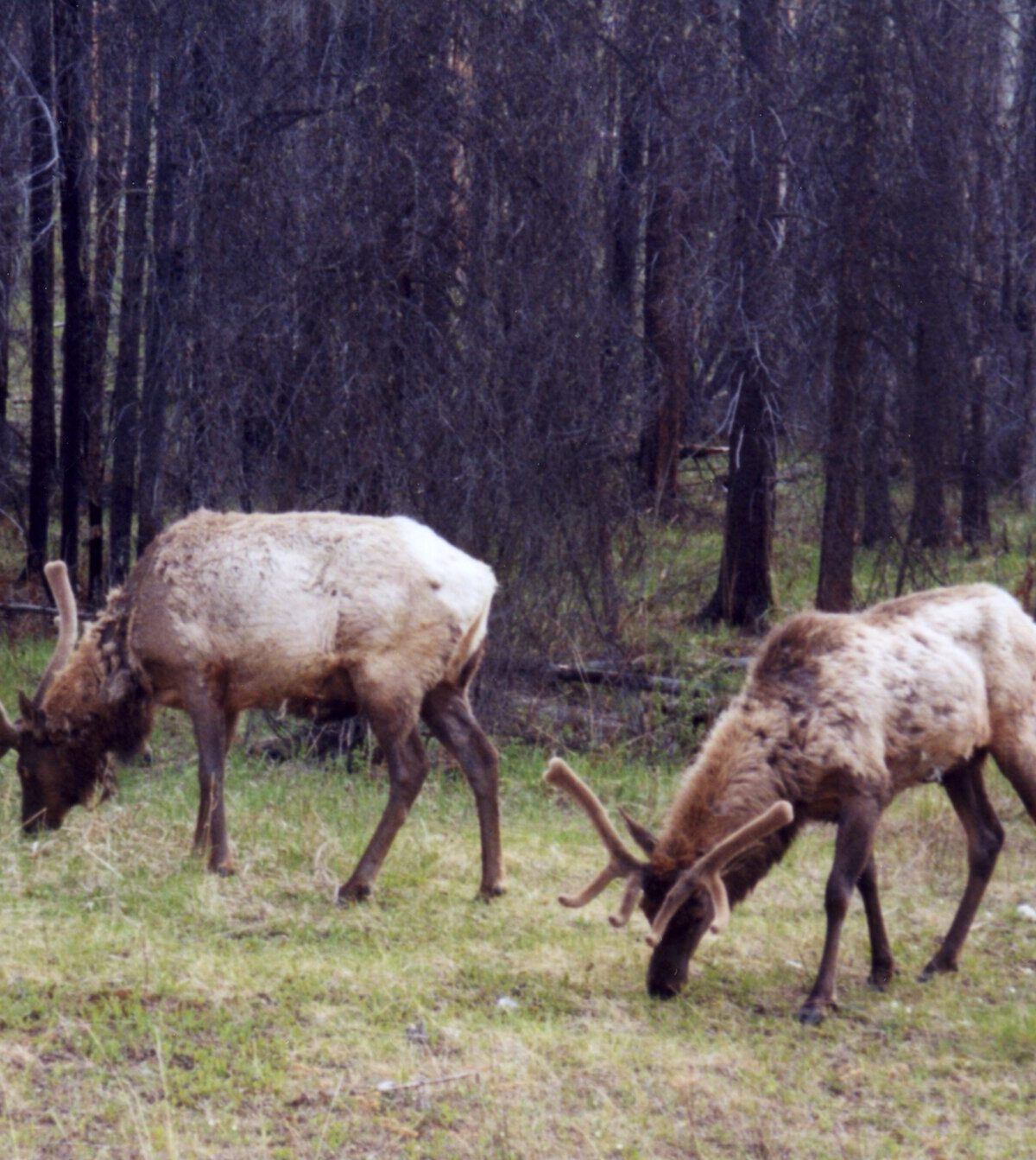 Canadian elk
