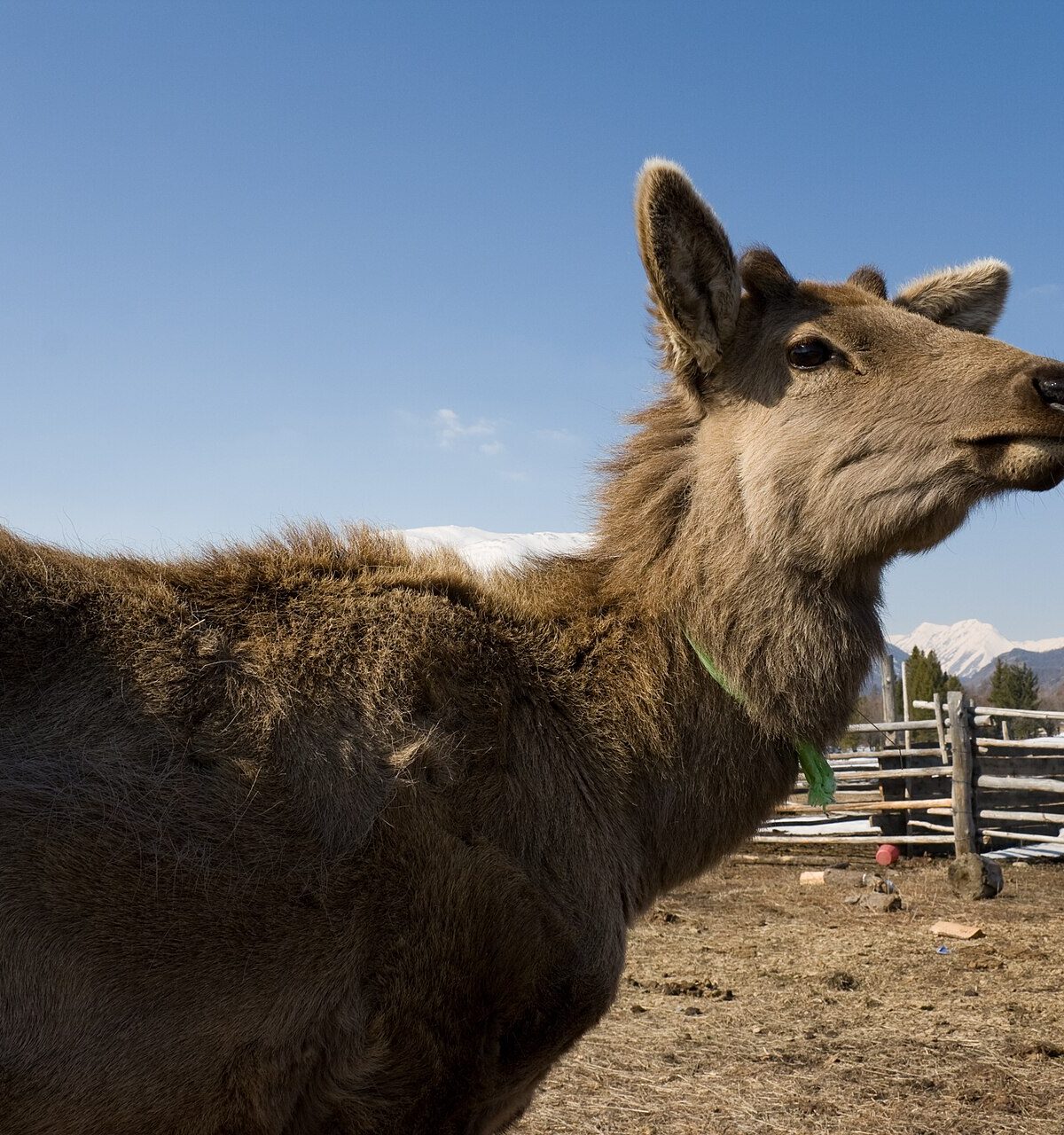 Siberian red deer