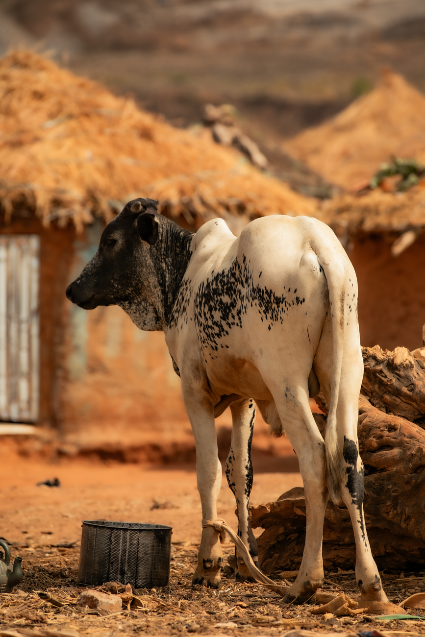 Dwarf zebu