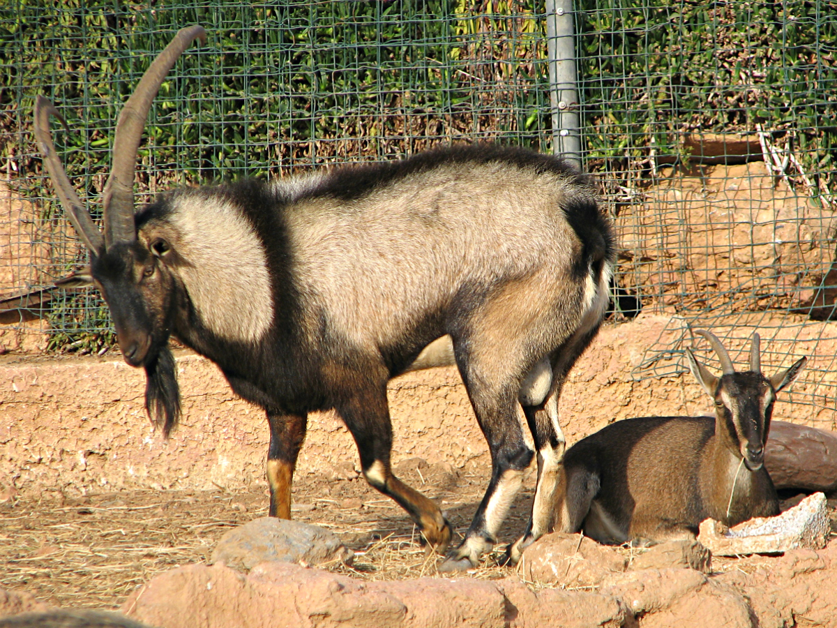 Cretan wild goat