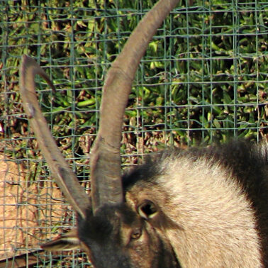 Wild Goat