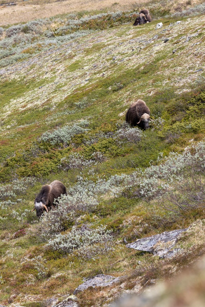 Canadian muskox