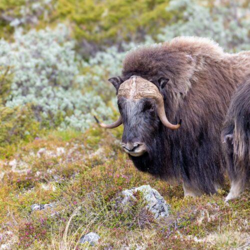 Muskox