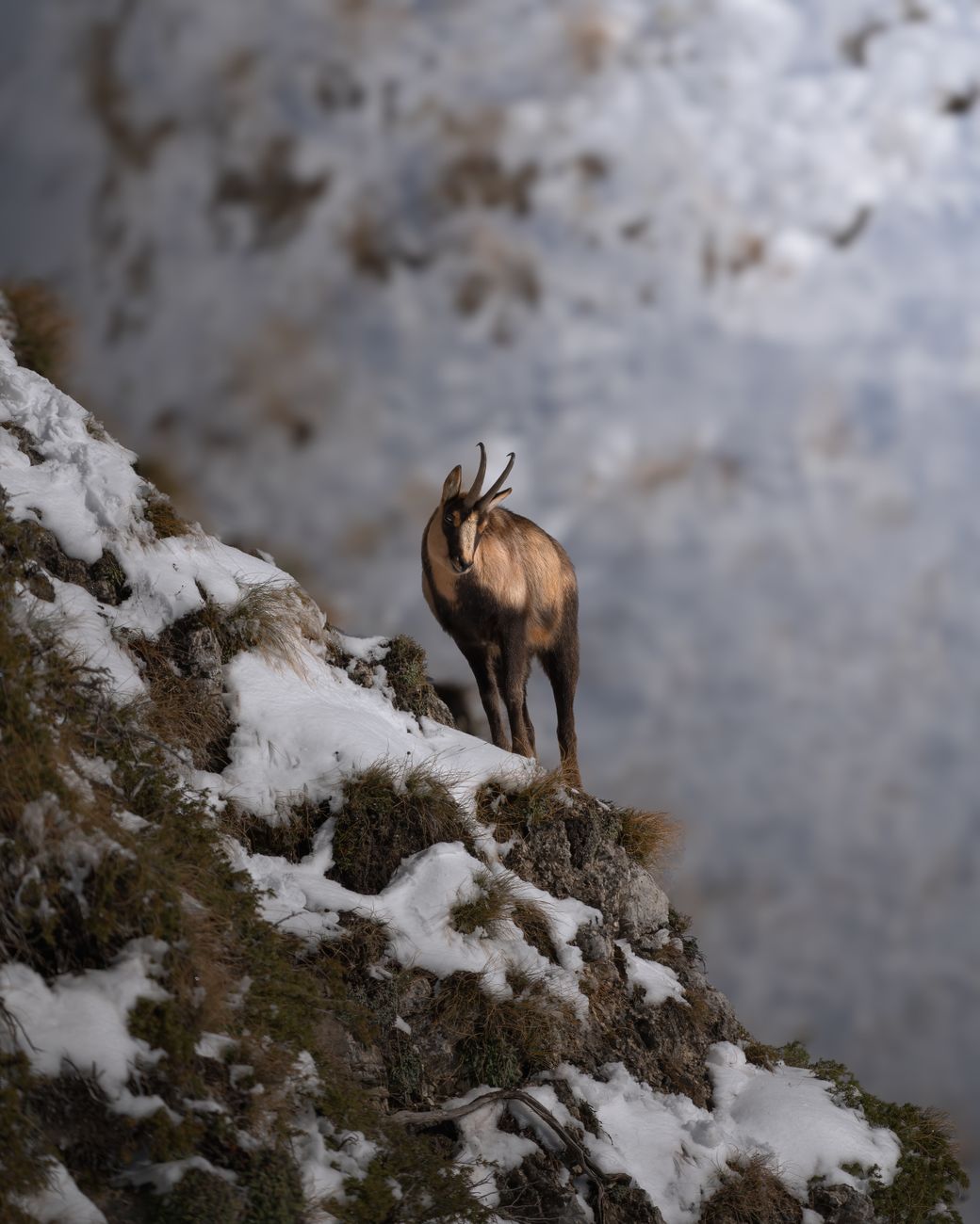 Alpine chamois