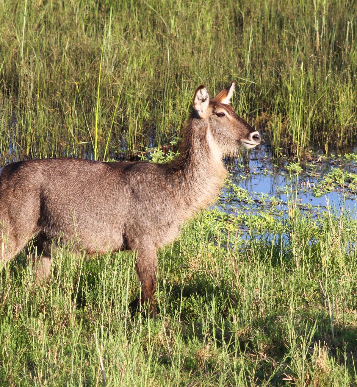 Common waterbuck