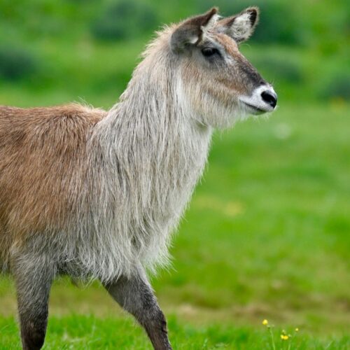 Waterbuck