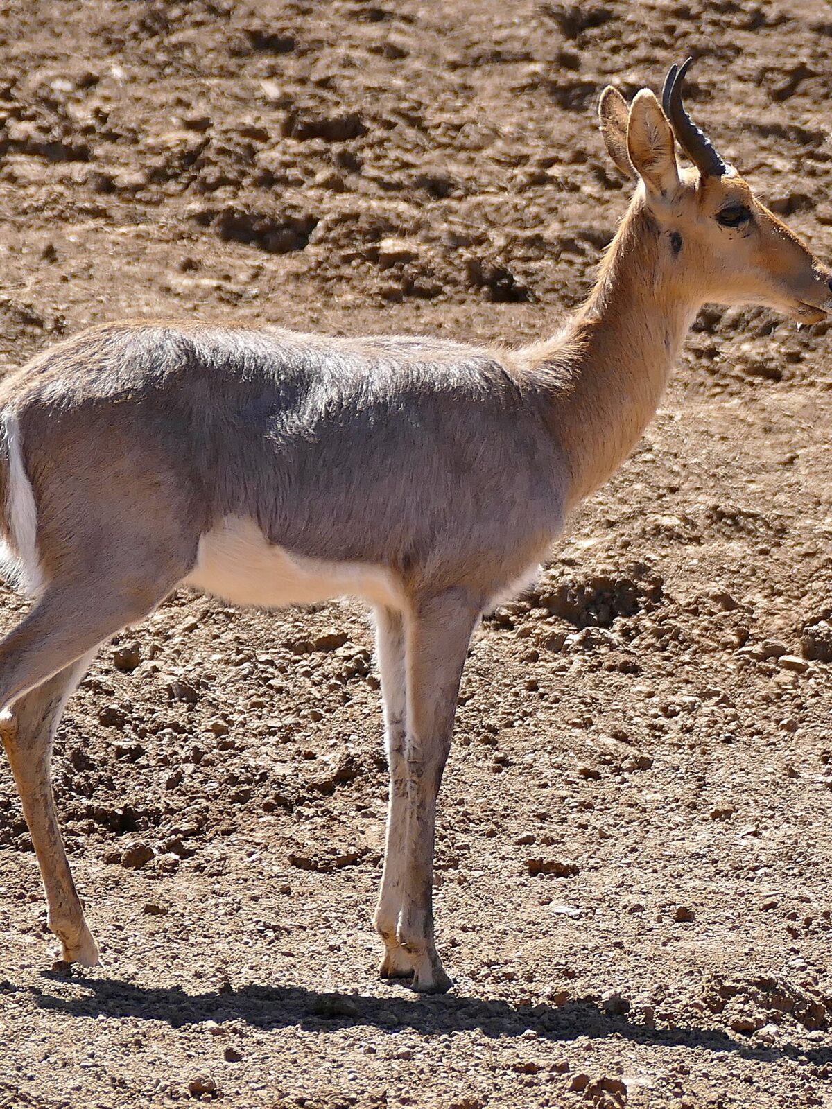 Mountain reedbuck
