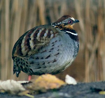 Collared hill partridge