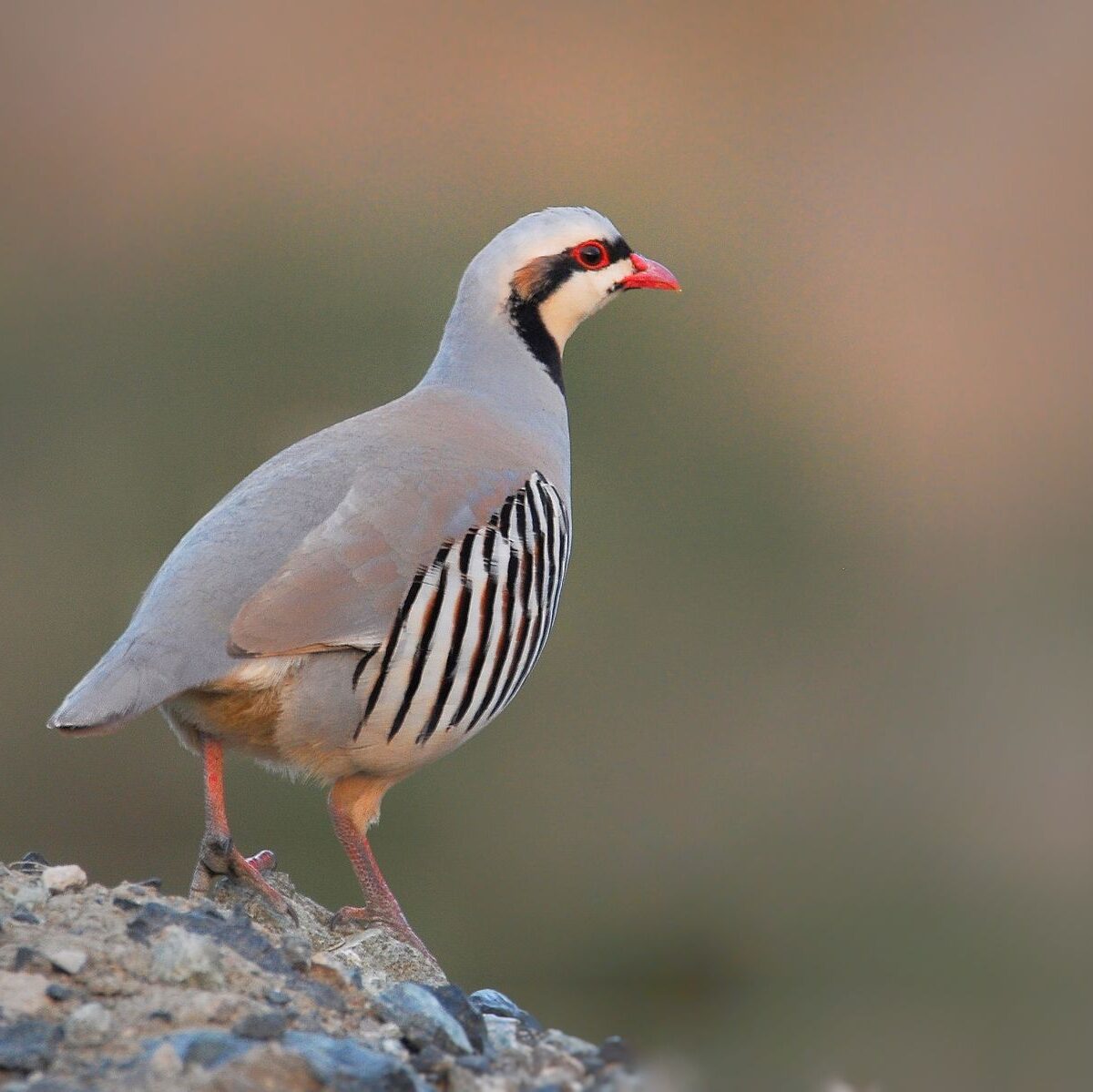 Arabian chukar