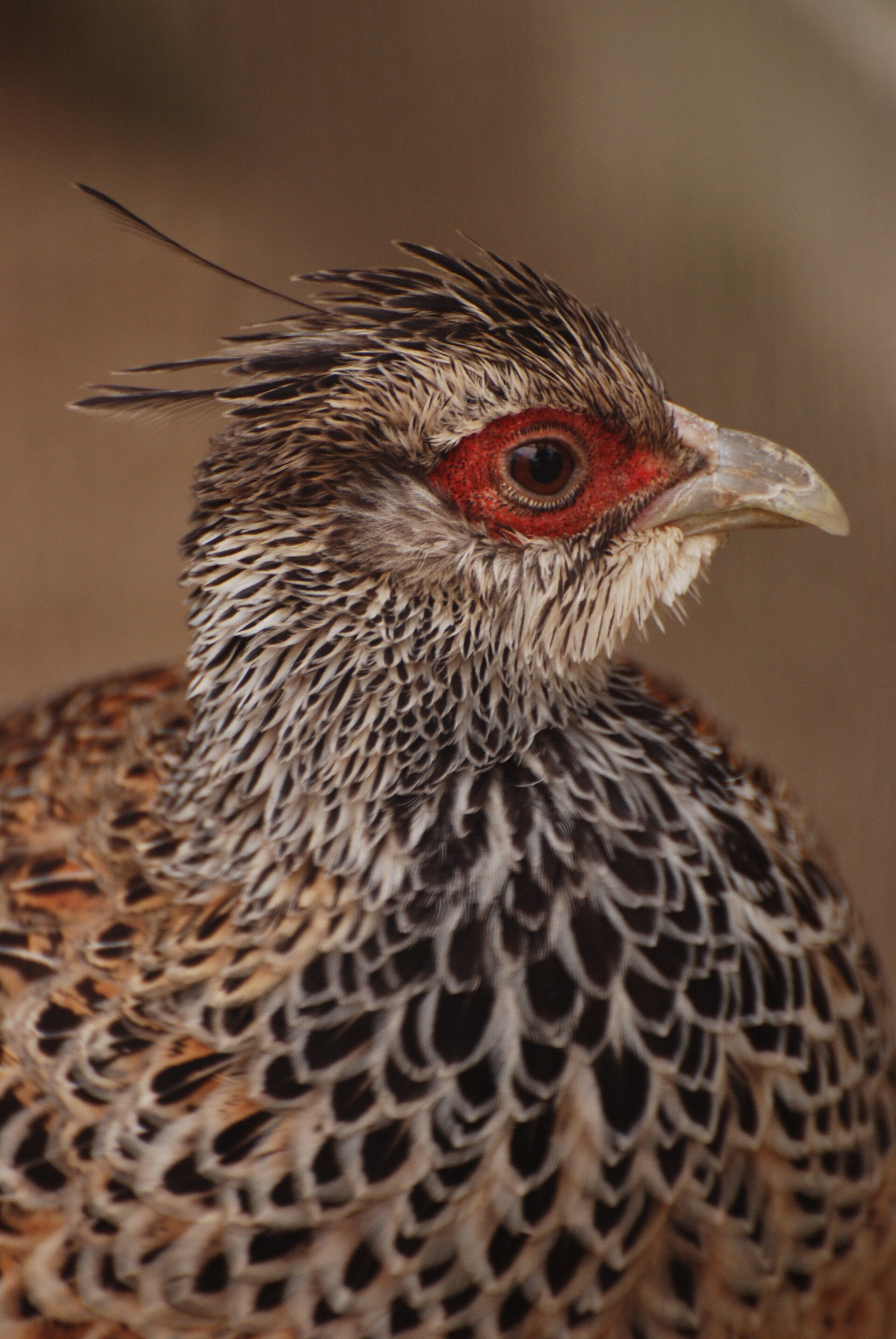 Cheer pheasant