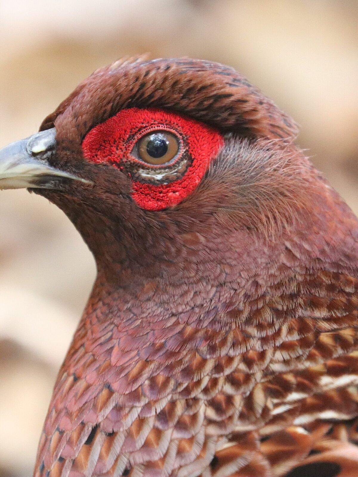Ijima's copper pheasant