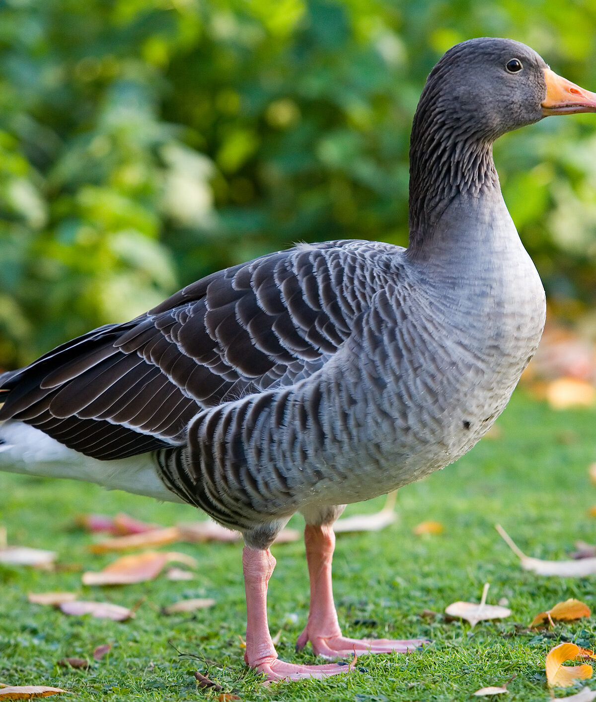 Eastern greylag goose