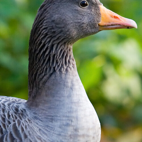 Greylag Goose