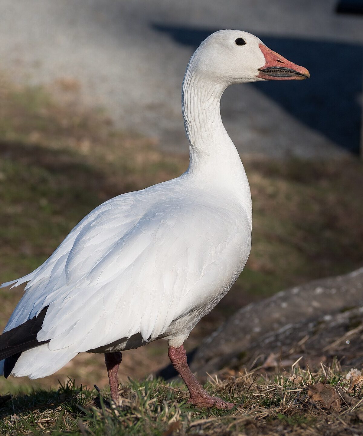 Lesser snow goose