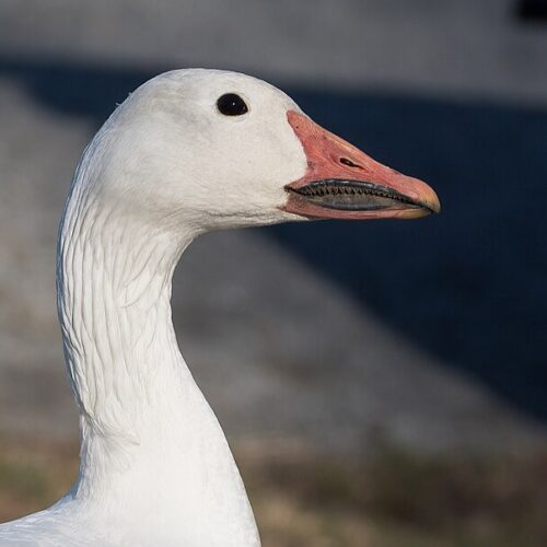 Snow Goose