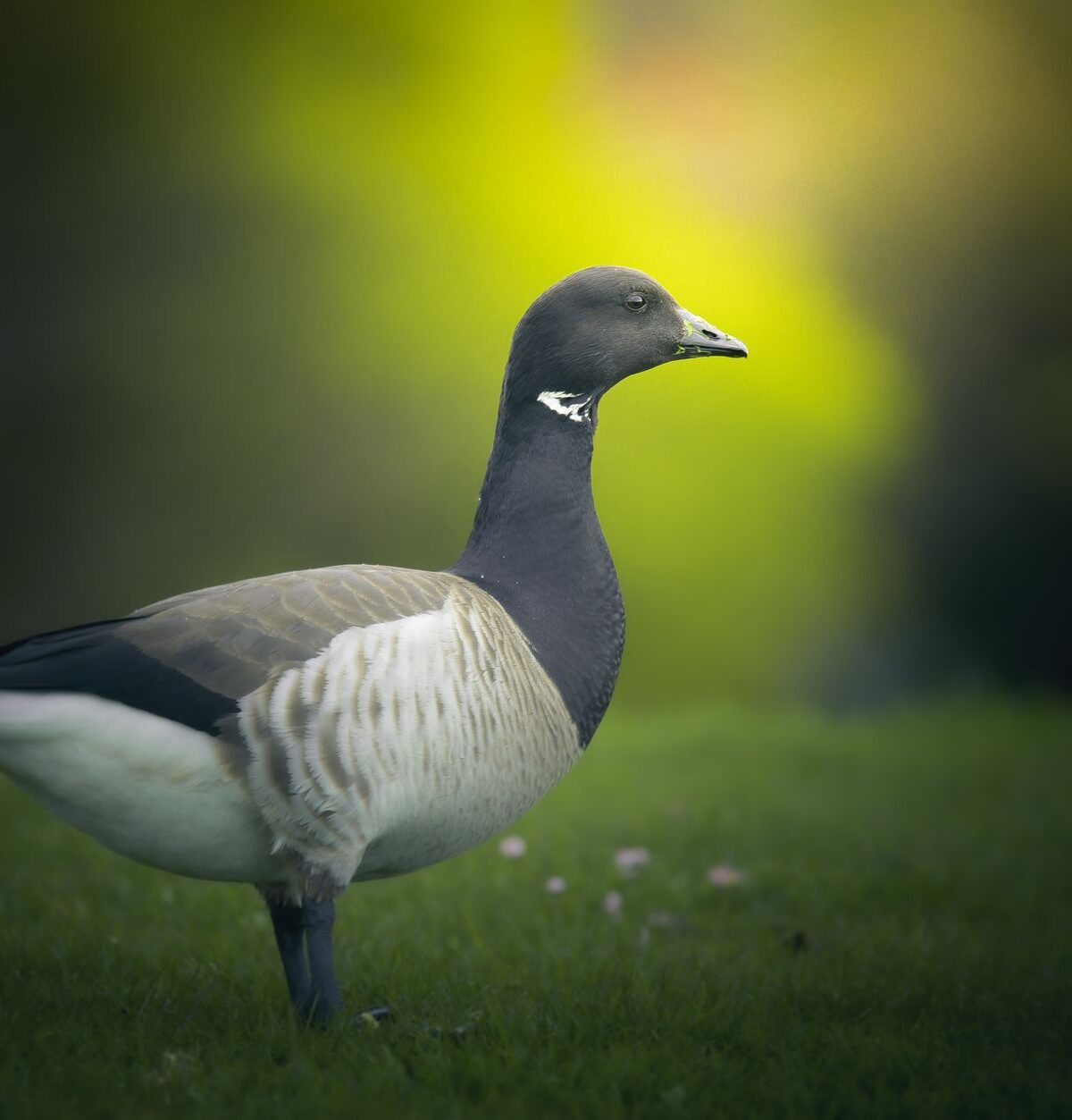 Pacific brant goose