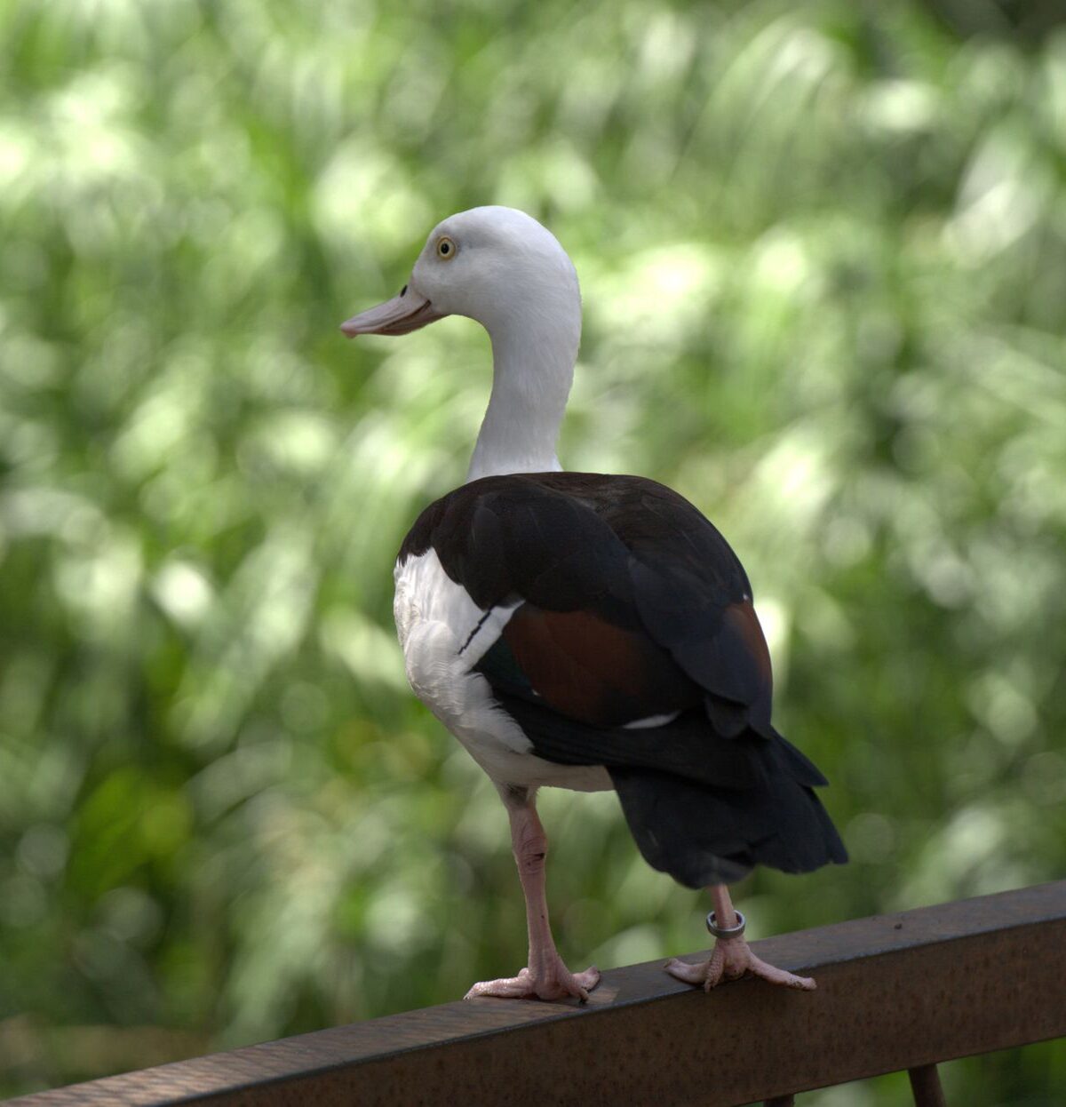 Moluccan radjah shelduck